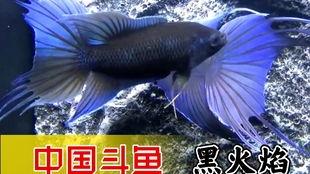 国产黑叉尾斗鱼视频,水中精灵的华丽绽放