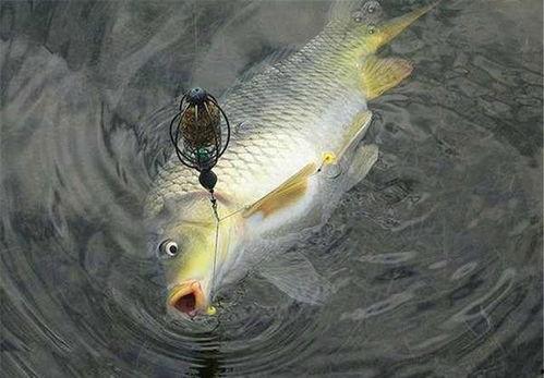 无声鱼货视频在线观看国产,无声鱼货视频带你领略国产魅力